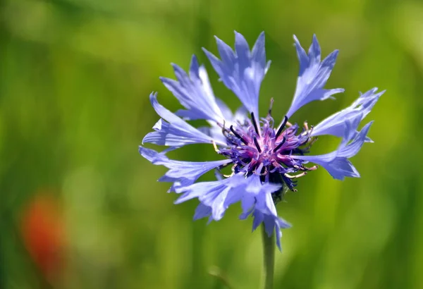 Scenic View Beautiful Blooming Cornflower — Stock Photo, Image