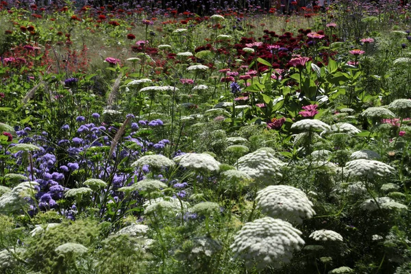 Kleurrijke Bloem Weide Close Schot — Stockfoto