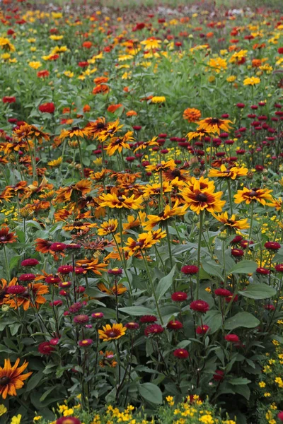 Renkli Çiçek Çayırı Yakın Çekim — Stok fotoğraf