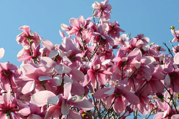 Parlak Kırmızı Manolya Ağacı Çiçek Açmış — Stok fotoğraf