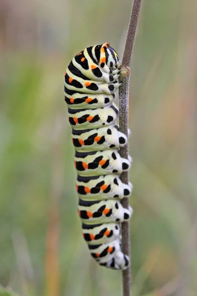 Chenille Hirondelle Papilio Machaon Sur Petit Filet Pimpinella Saxifraga — Photo