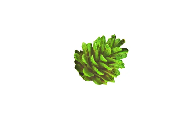 ネオングリーンの松の実が白い背景に描かれています — ストック写真