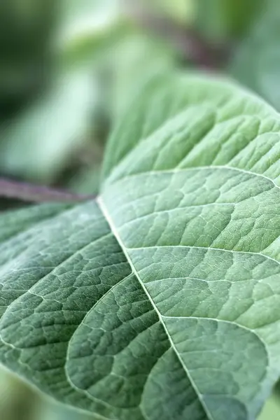 美丽的植物学照片 天然壁纸 — 图库照片