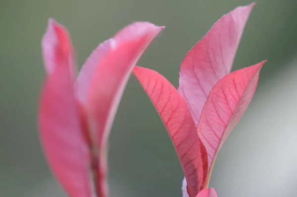 Beautiful Blooming Flowers Nature Background — Stock Photo, Image