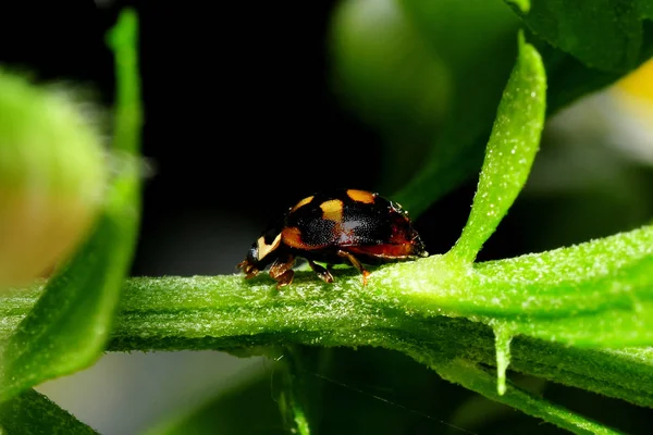 Vista Cerca Lindo Insecto Mariquita — Foto de Stock