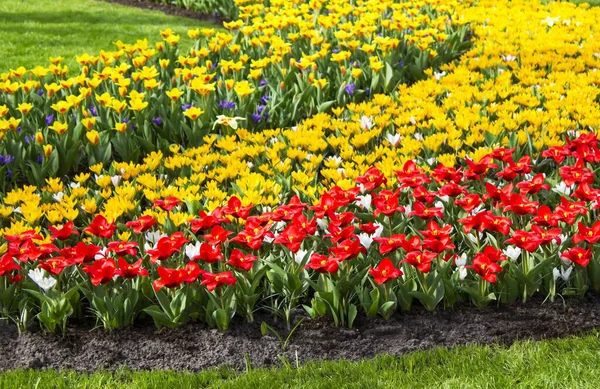 stock image Beautiful flowers in Keukenhof Garden