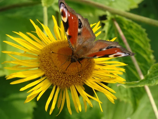 蝶と黄色の花 — ストック写真