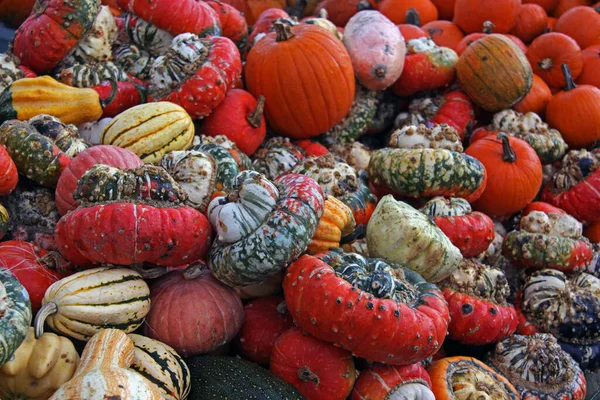 Mitr Jiné Typy Squash — Stock fotografie