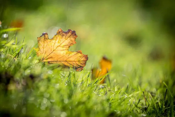 Beautiful Colorful Autumn Foliage — Stock Photo, Image