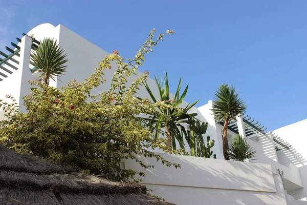 家の正面にある地中海の植物は — ストック写真