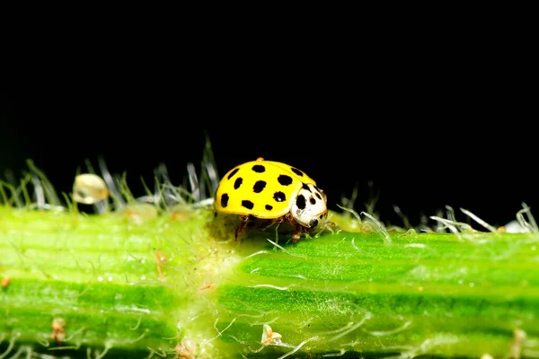 Twenty Two Spot Ladybird — Stock Photo, Image