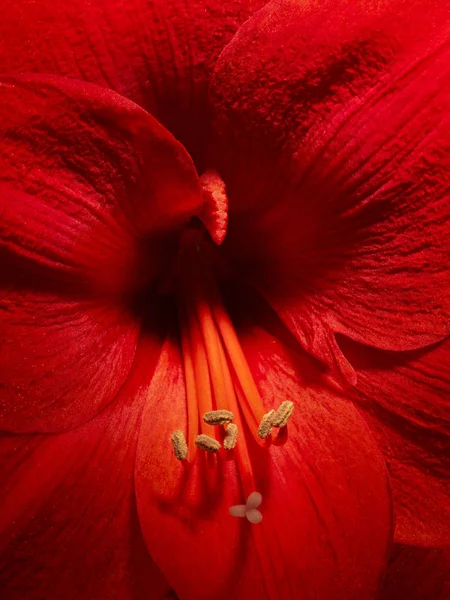 Amaryllis Flower Blossom Plant Bloom Still Life Red — Stock Photo, Image