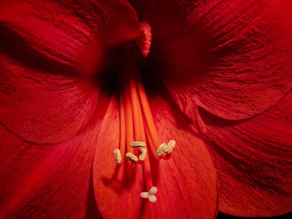 アマリリス花花植物花静物赤 — ストック写真