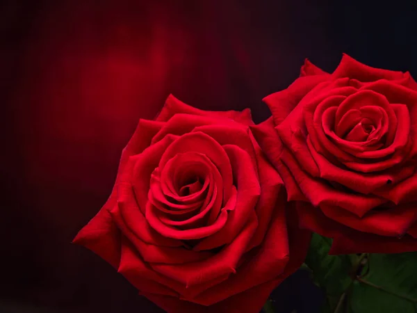 Роза Любовь Цветок Цветок Растение Натюрморт Лист Черный Красный — стоковое фото