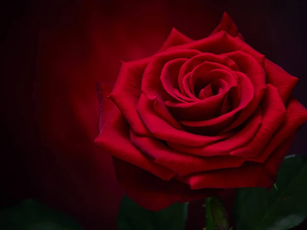 Roos Liefde Bloem Bloei Plant Stilleven Blad Zwart Rood — Stockfoto