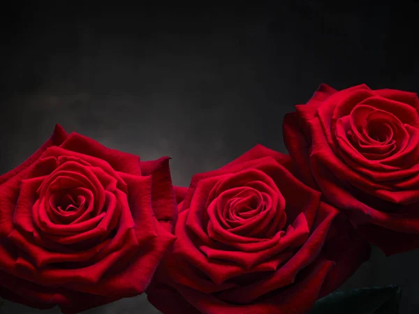Роза Любовь Цветок Цветок Растение Натюрморт Черный Красный — стоковое фото