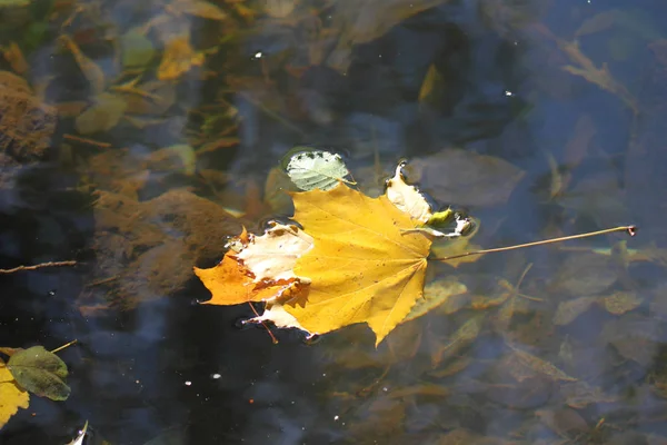 溪流中的黄叶 — 图库照片