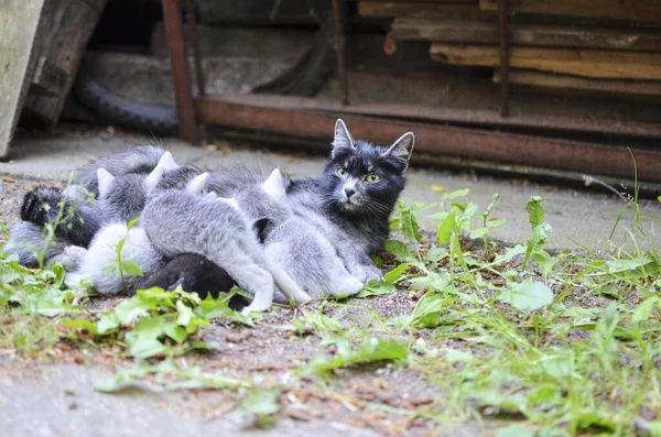 Szary Kot Mama Oglądanie Podczas Pielęgniarstwo Kocięta Podwórku — Zdjęcie stockowe