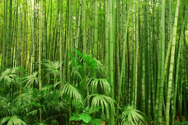 Green Bamboo Trees Flora Foliage — Stock Photo, Image