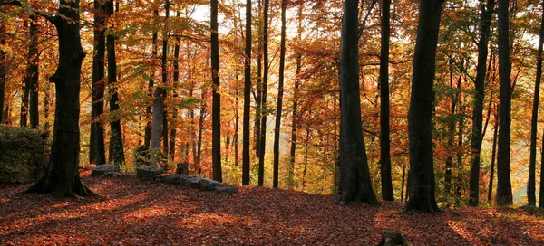 Kleurrijke Herfst Landschap Moment Van Avond Een Bos Zuid Duitsland — Stockfoto