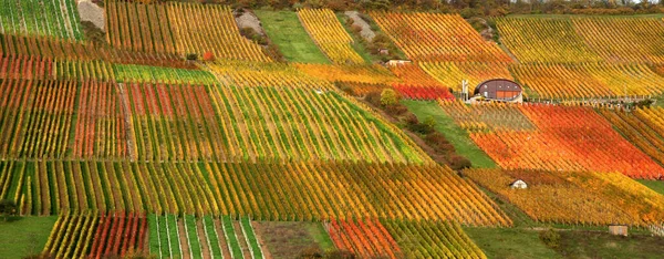 Idílico Paisaje Rural Otoñal Con Muchos Viñedos Coloridos Valle Kocher —  Fotos de Stock