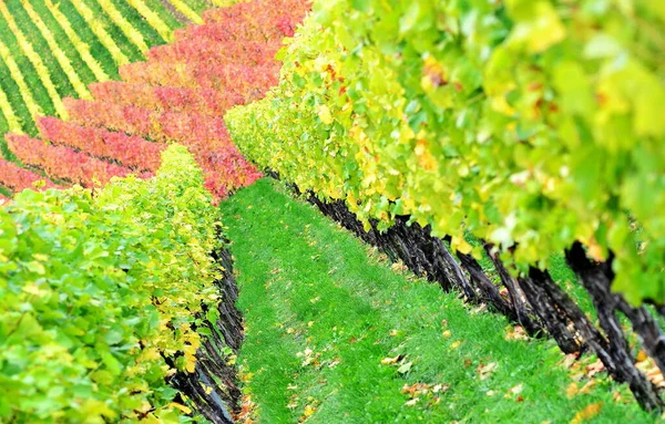 Viña Vestida Otoño — Foto de Stock