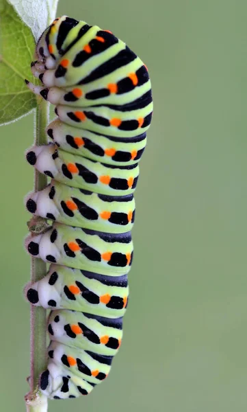 Gusano Oruga Insecto Naturaleza — Foto de Stock