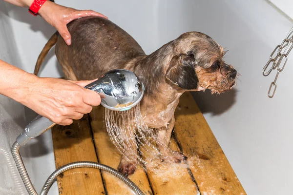 Chien Dans Douche Toilettage Des Animaux — Photo