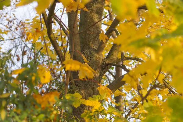 Herfst Planten Achtergrond Close — Stockfoto