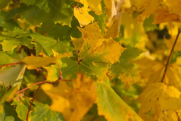 Plantas Otoño Fondo Cerca — Foto de Stock