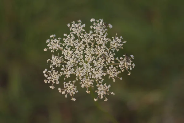 Fiori Autunnali Sullo Sfondo Primo Piano — Foto Stock