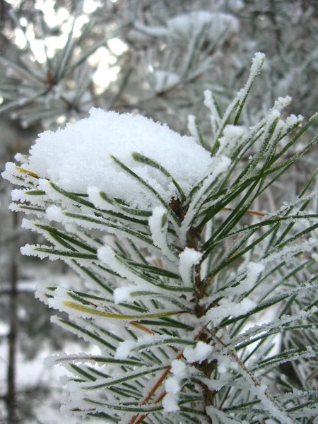 松と雪の流れと森の冬の風景 — ストック写真