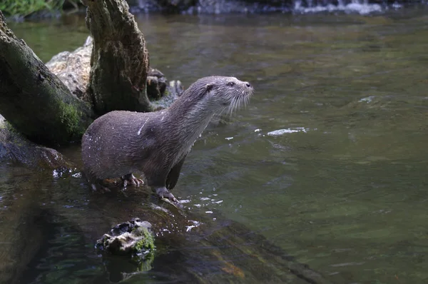 Primer Plano Los Animales Zoológico — Foto de Stock