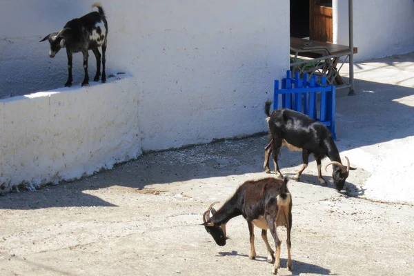 Χαριτωμένο Κατσίκα Την Ημέρα — Φωτογραφία Αρχείου