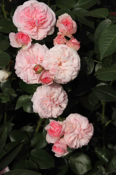 Růžové Okvětní Lístky Zahradní Rostlina — Stock fotografie