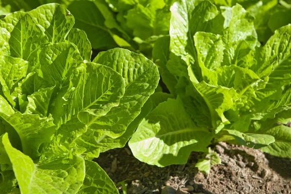 Plantas Lechuga Campo Día Soleado — Foto de Stock