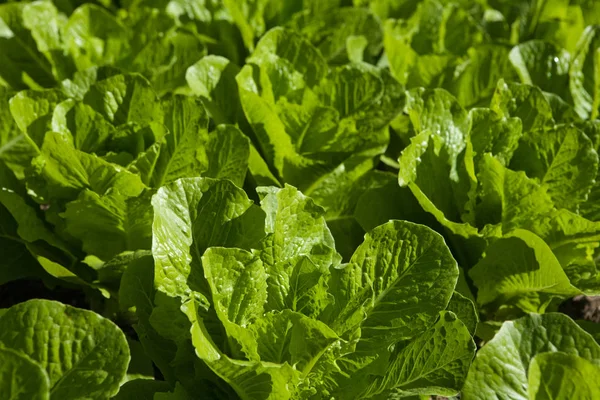Lettuce Plants Field Sunny Day — Stock Photo, Image