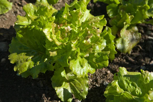 Salatpflanzen Auf Dem Feld Einem Sonnigen Tag — Stockfoto