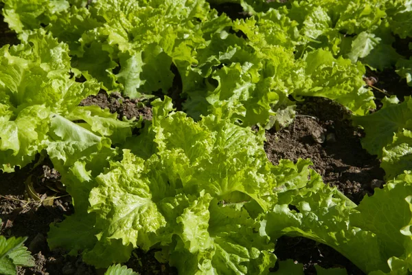 Lettuce Plants Field Sunny Day — Stock Photo, Image