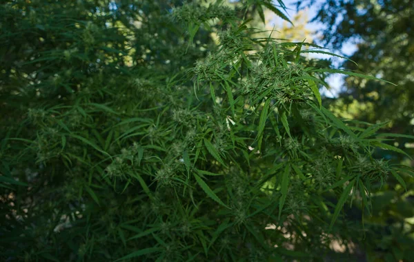 Verde Cannabis Campo Sfondo — Foto Stock