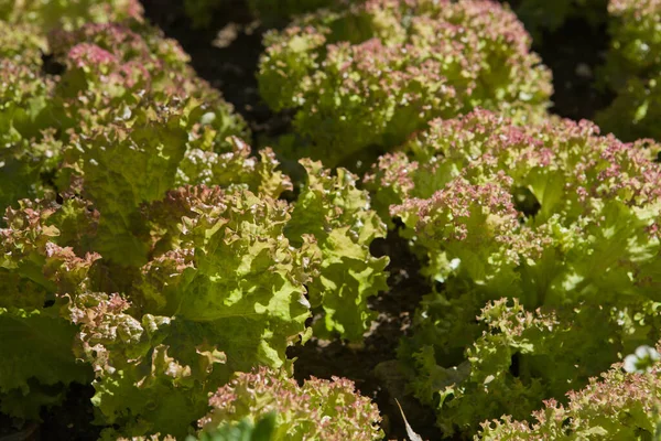 Lettuce Plants Field Sunny Day — Stock Photo, Image