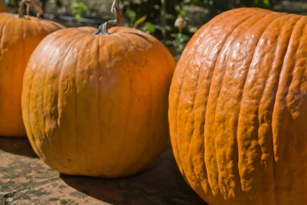 Grandes Calabazas Naranjas Sentadas Sol España —  Fotos de Stock