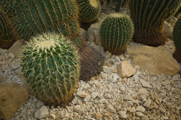 Detalhe Cacto Visto América Sul — Fotografia de Stock