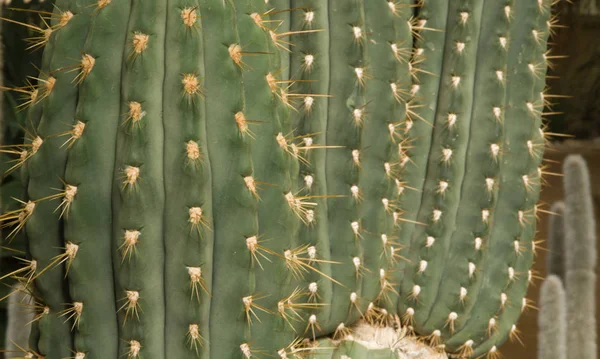 Detalj Kaktus Som Sett Södra Amerika — Stockfoto
