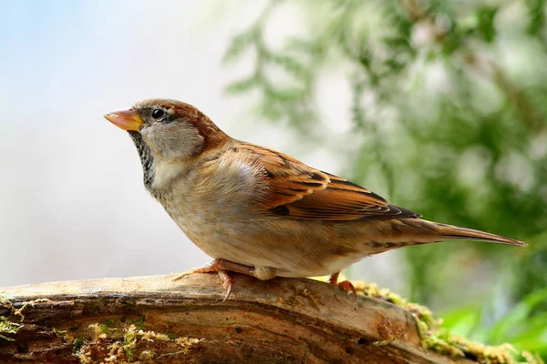 Gorrión Común Passeridae — Foto de Stock