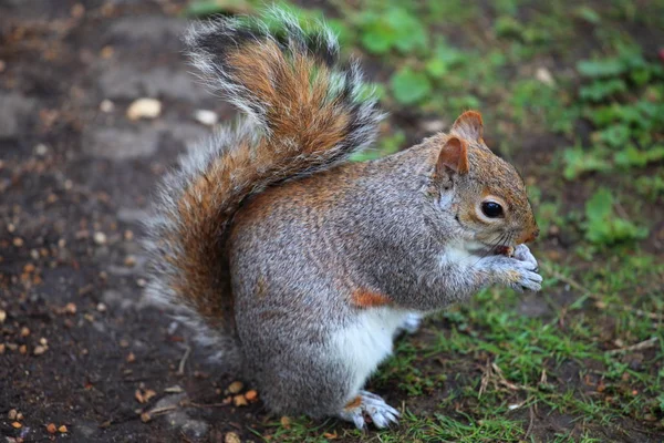 Squirrel Animal Rodent Mammal — Stock Photo, Image