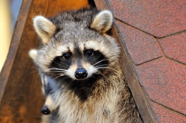raccoon animal, predator mammal animal clipart