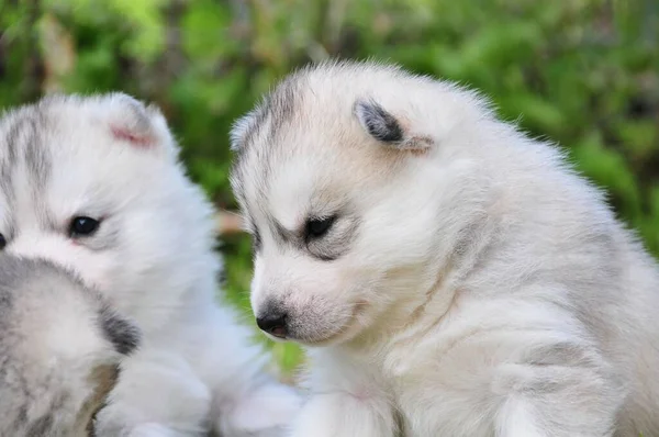 Plan Extérieur Chiens Mignons — Photo