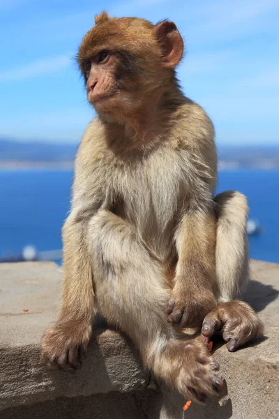 Καφέ Μαλλιαρή Μαϊμού Κοινή Μαλλιαρή Μαϊμού — Φωτογραφία Αρχείου