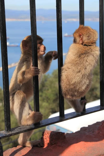 Kahverengi Tüylü Maymun Sıradan Tüylü Maymun — Stok fotoğraf
